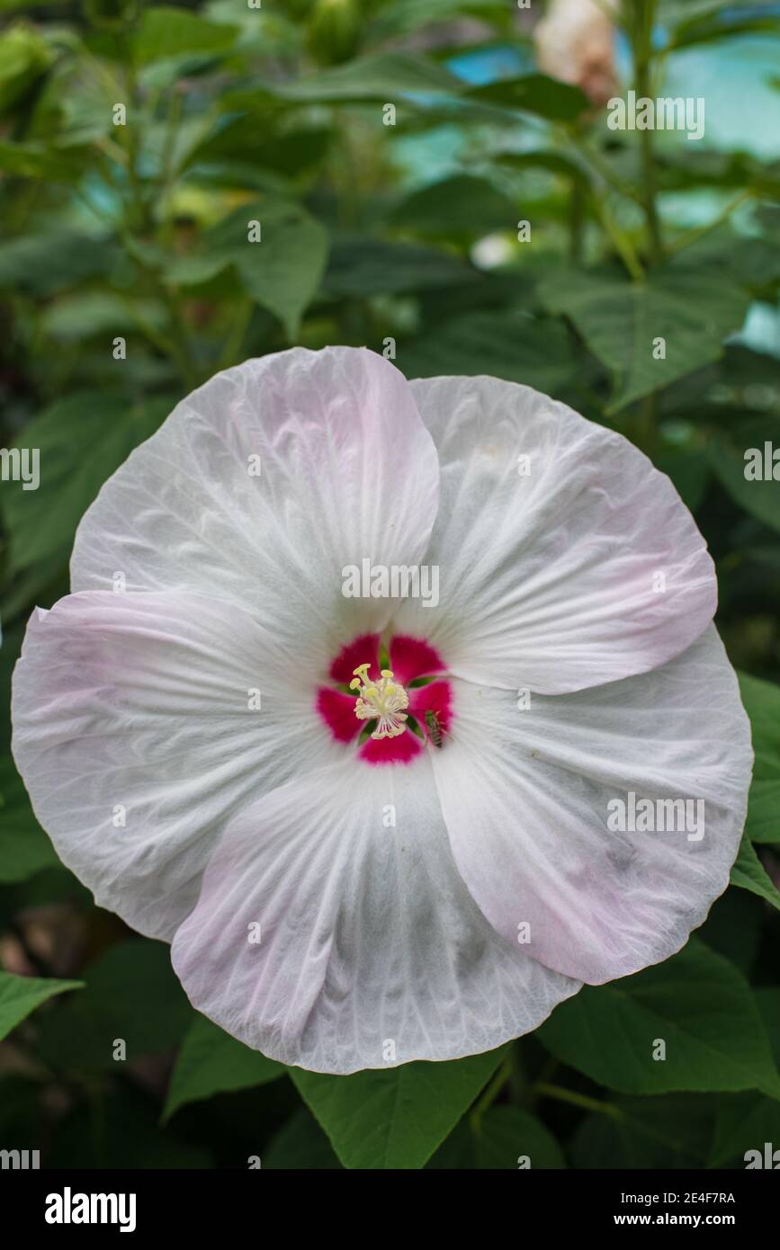 Large Perennial Dinner Plate White and Pink Hibiscus growing at Rockway Gardens in Kitchener Ontario Canada Stock Photo