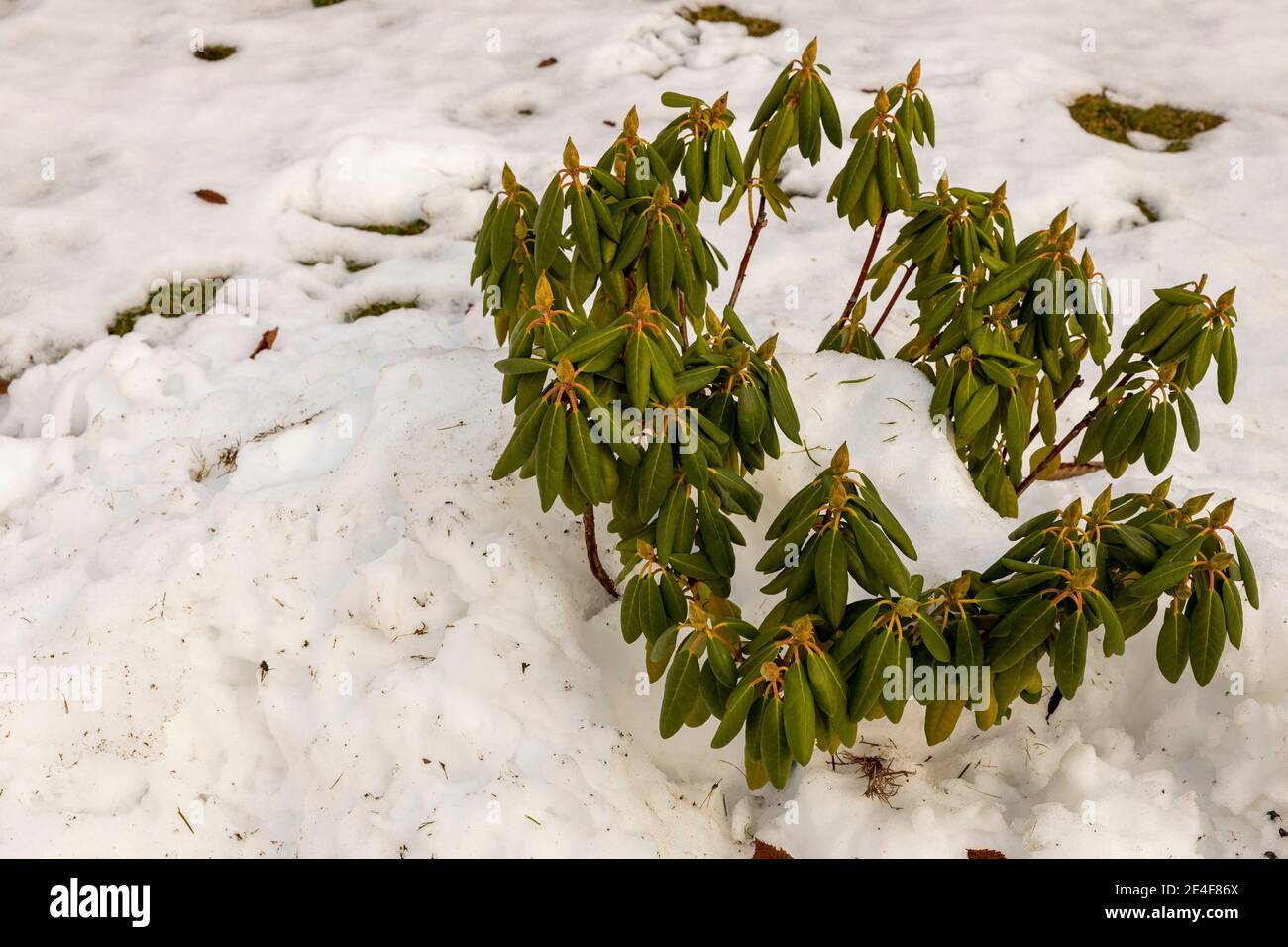 Close up view of rhododendron plant under snow. Beautiful nature backgrounds. Stock Photo