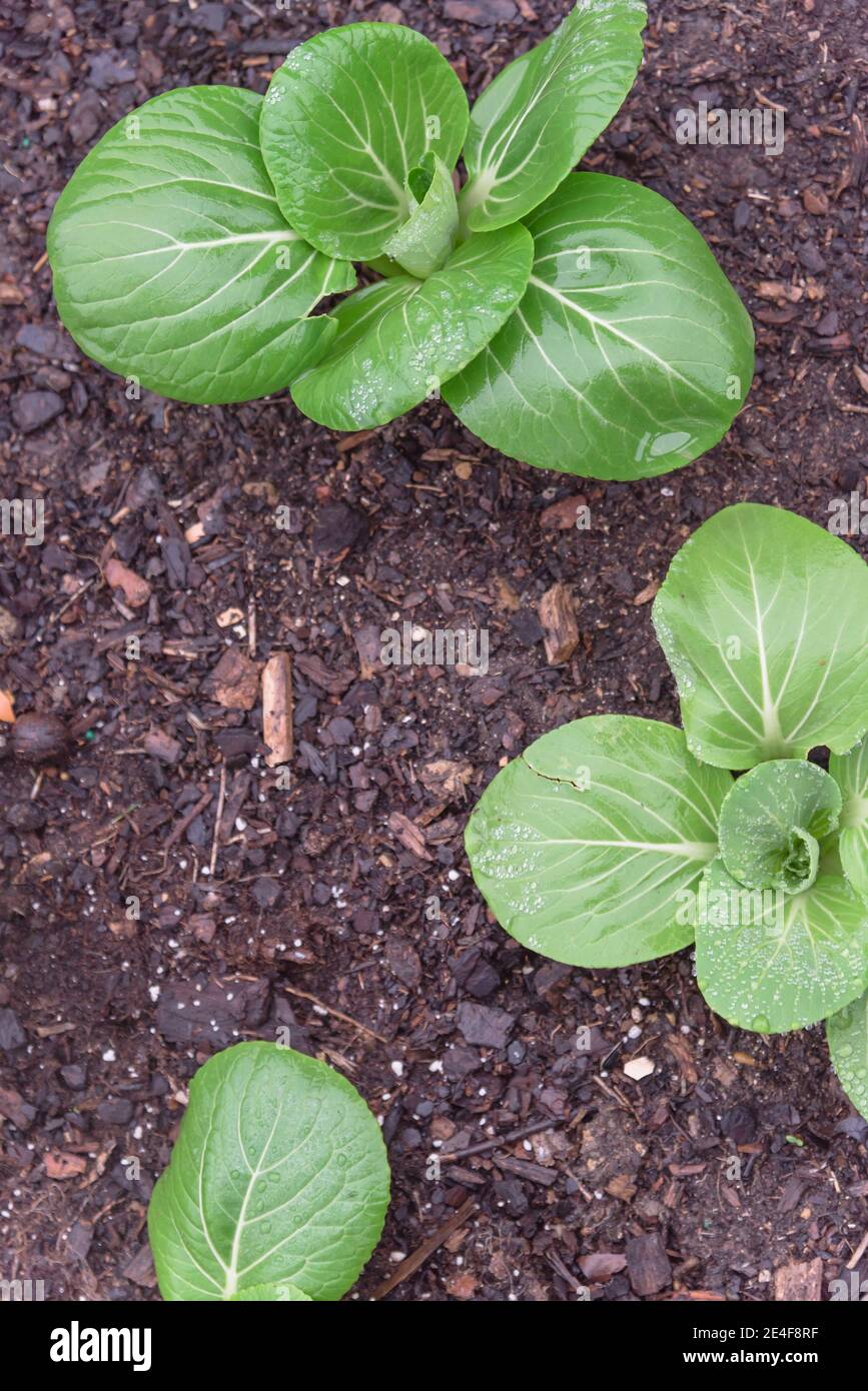Group of vigorous bok choy plants with water drops growing on dark compost soil at backyard garden near Dallas, Texas, America. Homegrown organic leaf Stock Photo