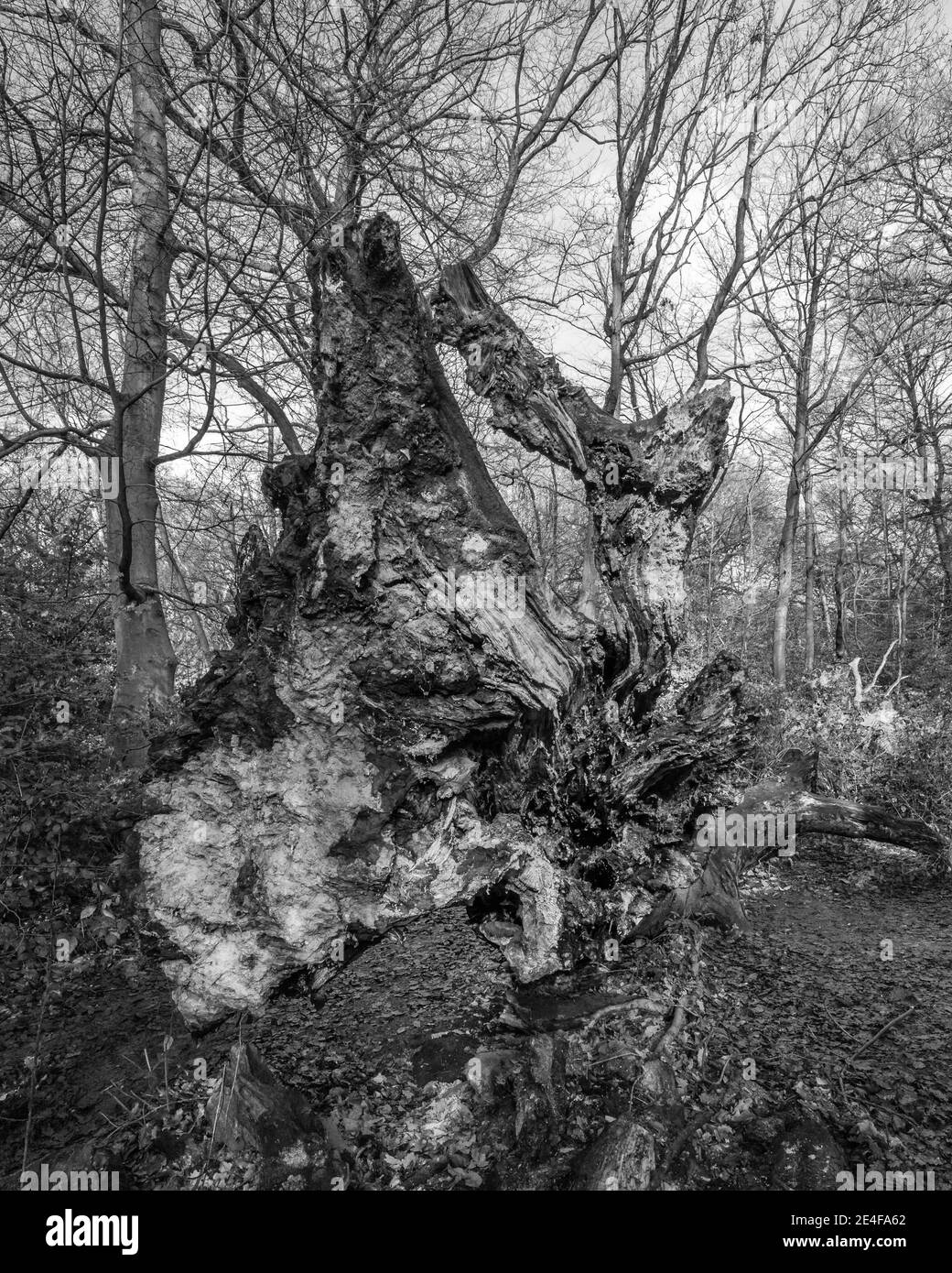 Fallen tree in Hampstead, London Stock Photo