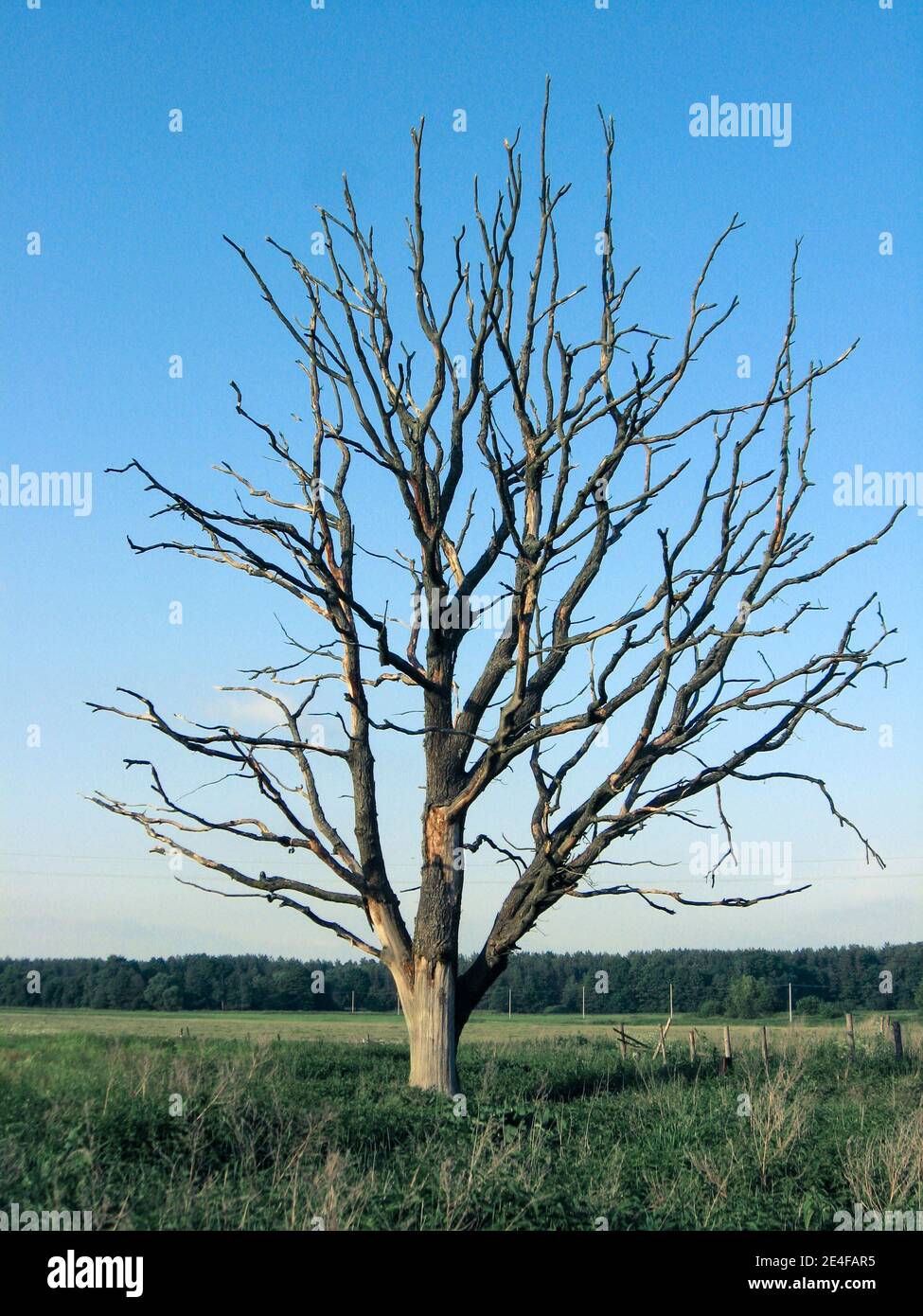 Withered lonely tree in the field Stock Photo - Alamy