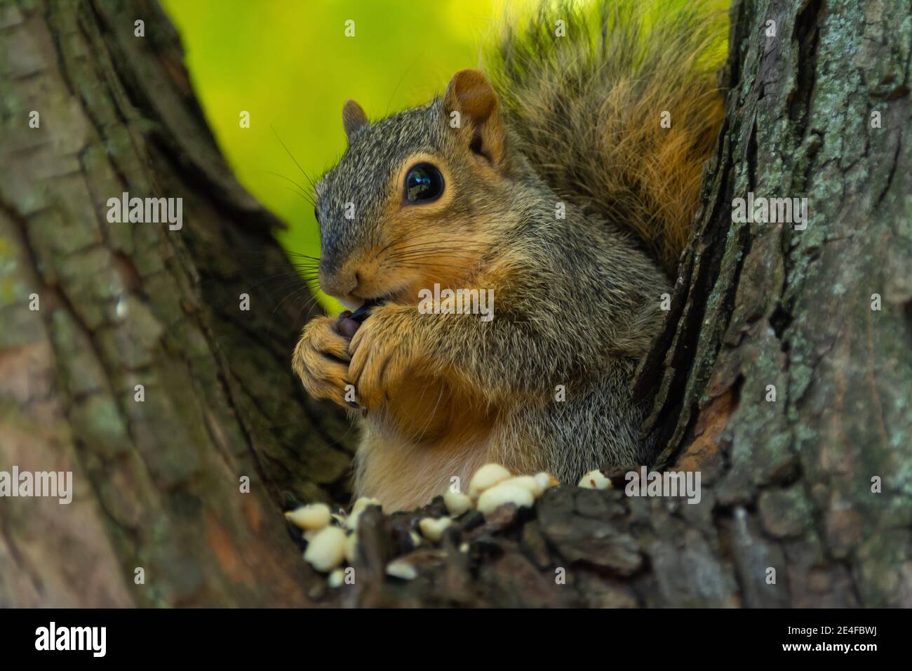Adorable baby squirrel eating nuts in tree Stock Photo Alamy