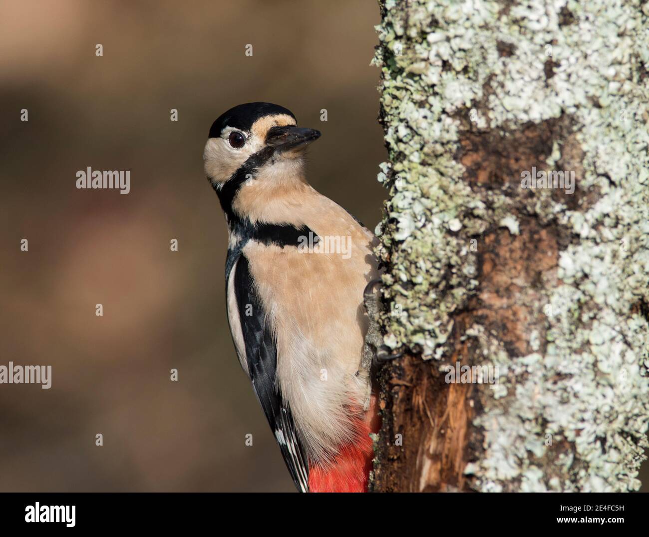 Male Great Spotted Woodpecker (Dendrocopus major) on a lichen covered oak tree. Stock Photo