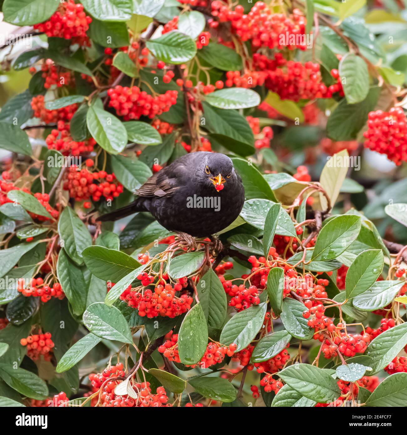 Common blackbird, Turdus merula, eating red seeds in a tree Stock Photo