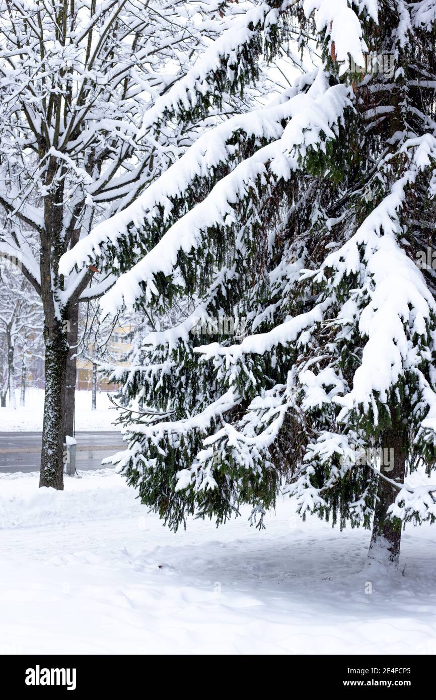 Snow covered fir trees in the park  Stock Photo