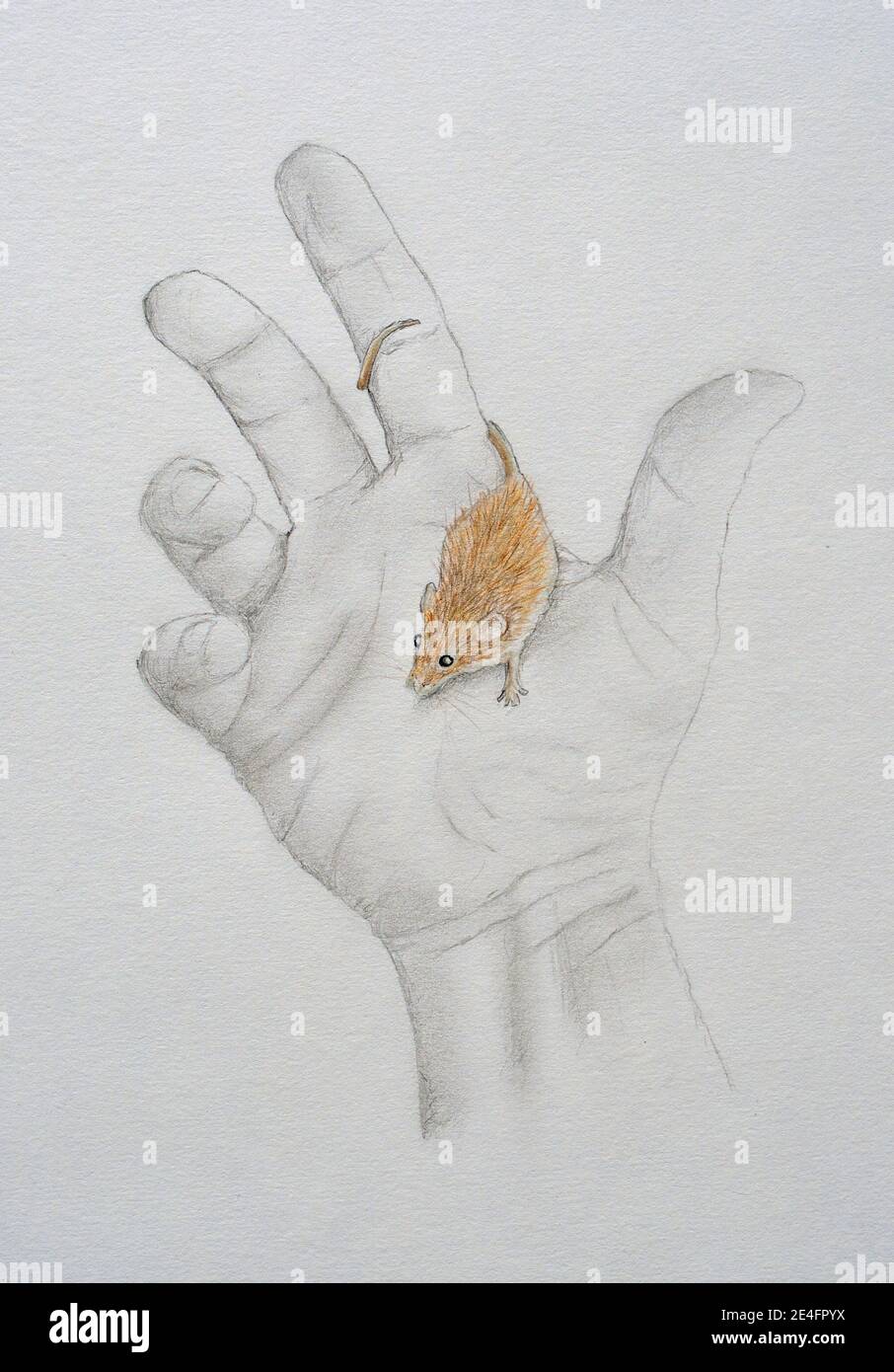 Drawing of Harvest mouse on hand produced with coloured pencils. Stock Photo