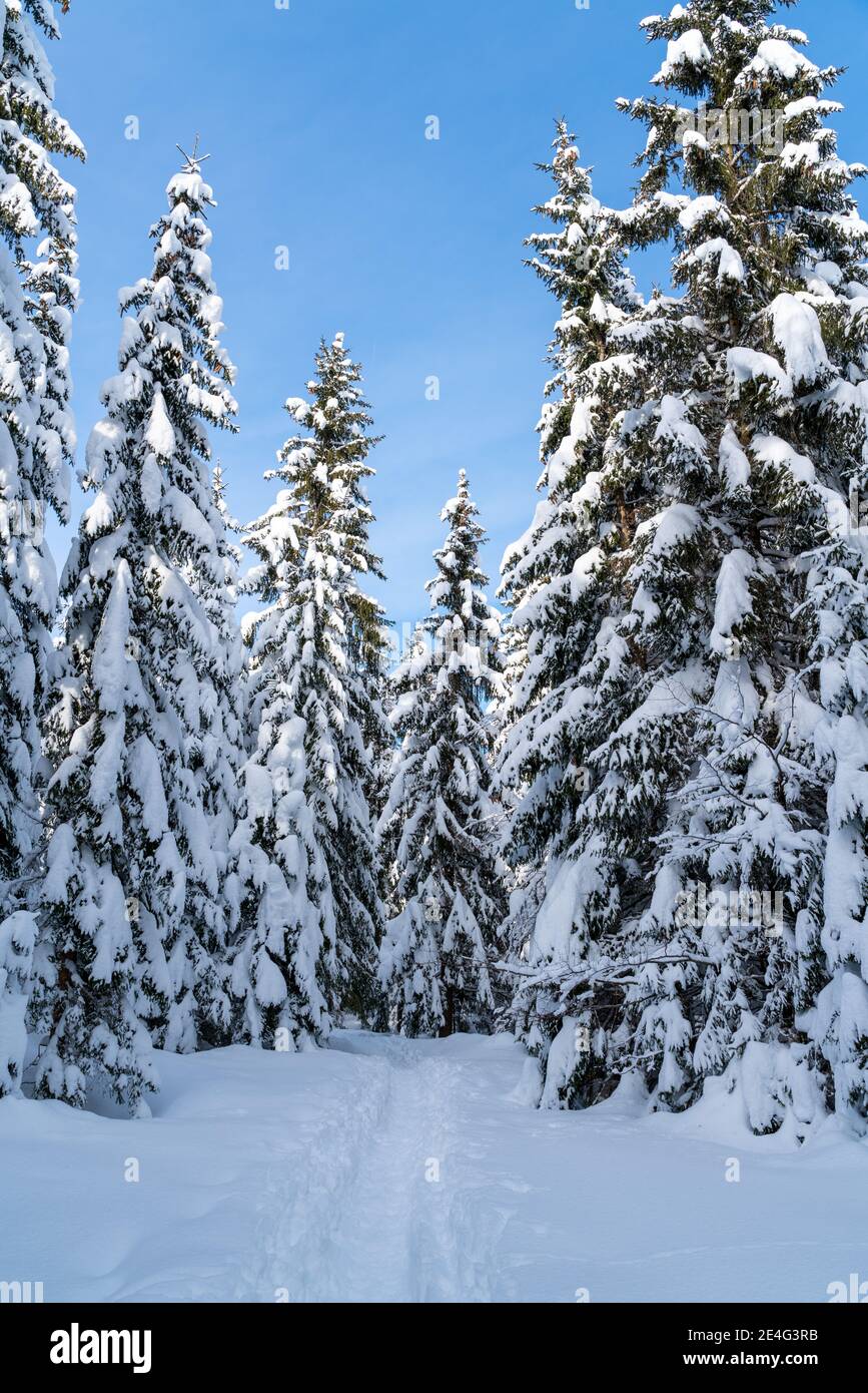 romantic alpine mountain hiking trail through spruce trees covered in fresh snow in the Alps on a clear cold, sunny day in winter with blue skies. Stock Photo