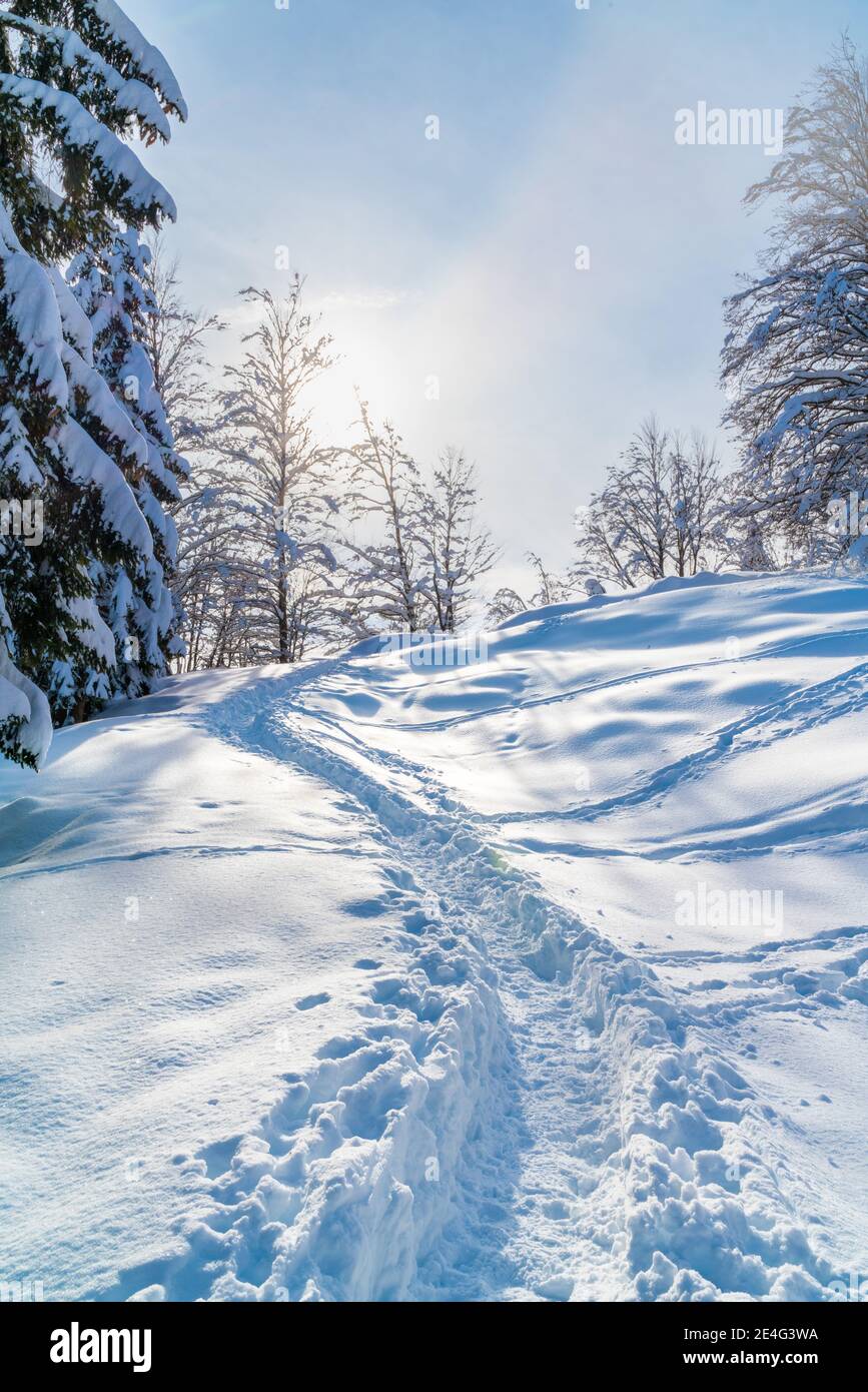 Climbing on a snow capped tree hi-res stock photography and images - Alamy