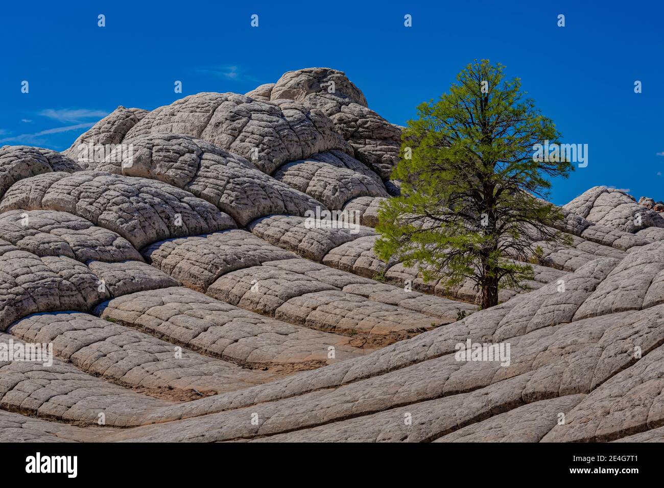 Pinyon Pine growing on Navajo Sandstone shaped like cauliflower