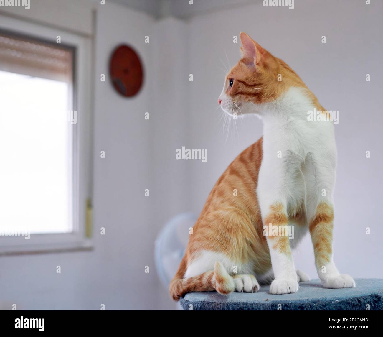 White and ginger cat sitting on the cat tree Stock Photo