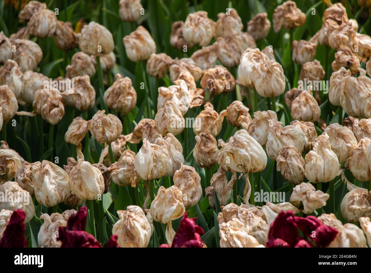 Death concept flower hires stock photography and images Alamy