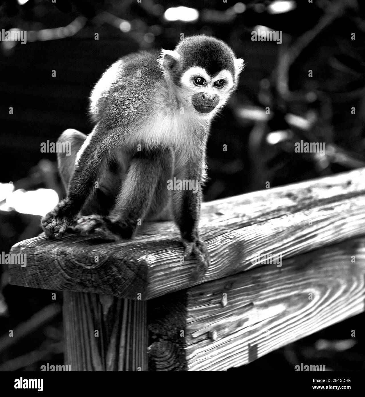monkey on railing Stock Photo