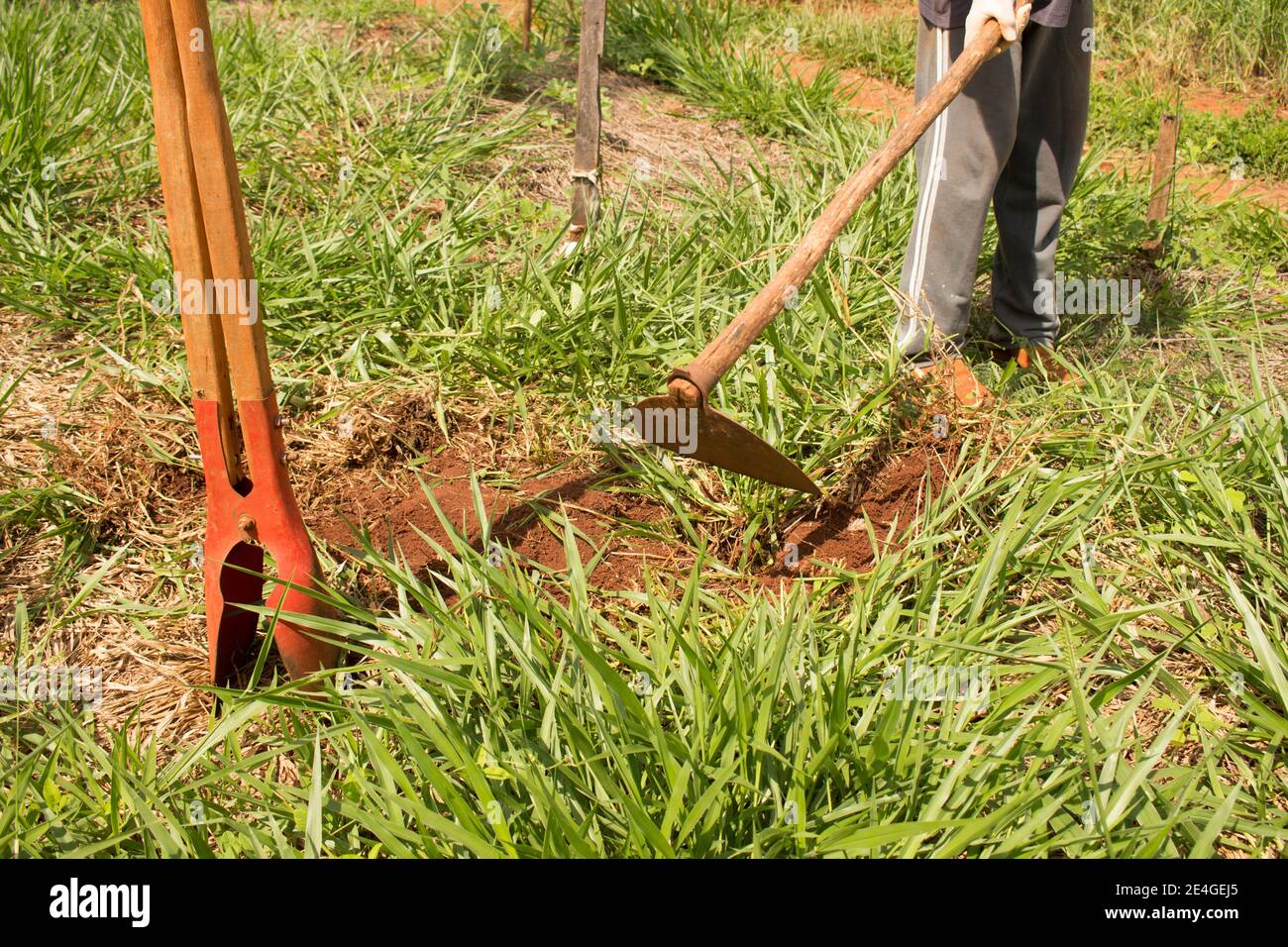 Ibitinga / Sao Paulo / Brazil - 01 23 2020: Farmer working hard with rustic tools on a very green plantation and fertile soil Stock Photo