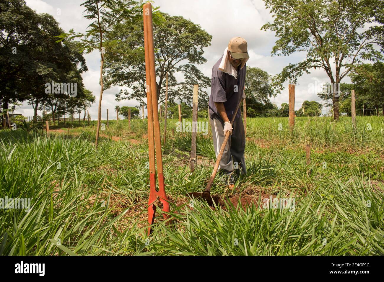 Ibitinga / Sao Paulo / Brazil - 01 23 2020: Mature man working as farmer under strong and bright sun. Stock Photo