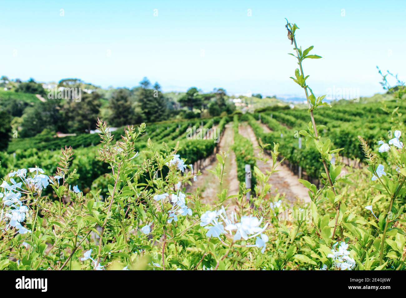 Scenic landscape of the wine lands in Constantia, Cape Town, South Africa Stock Photo
