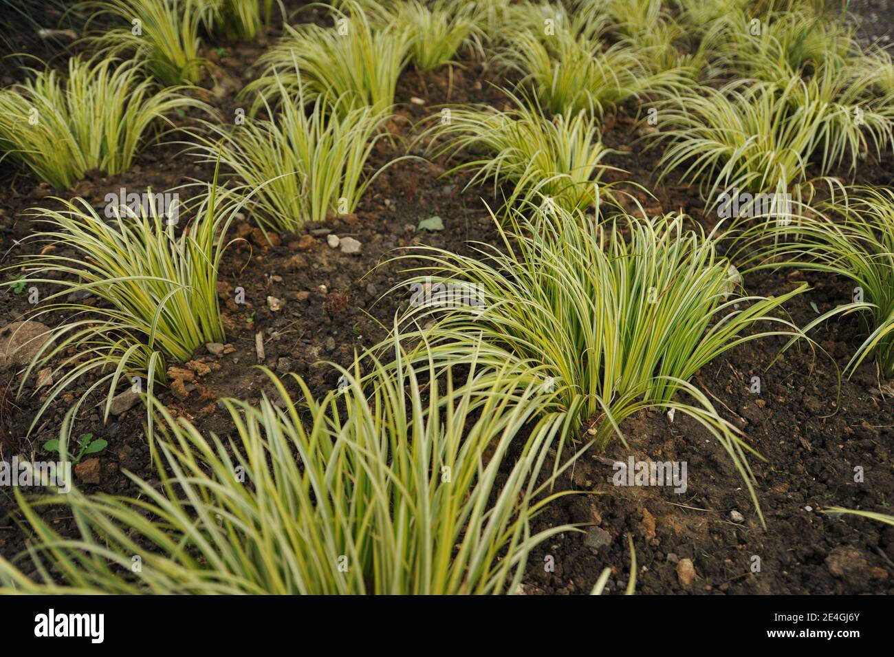 Variegated slender sweet flag (Acorus gramineus Variegatus) with narrow leaves margined with creamy-yellow in a ground cover planting in a garden Stock Photo