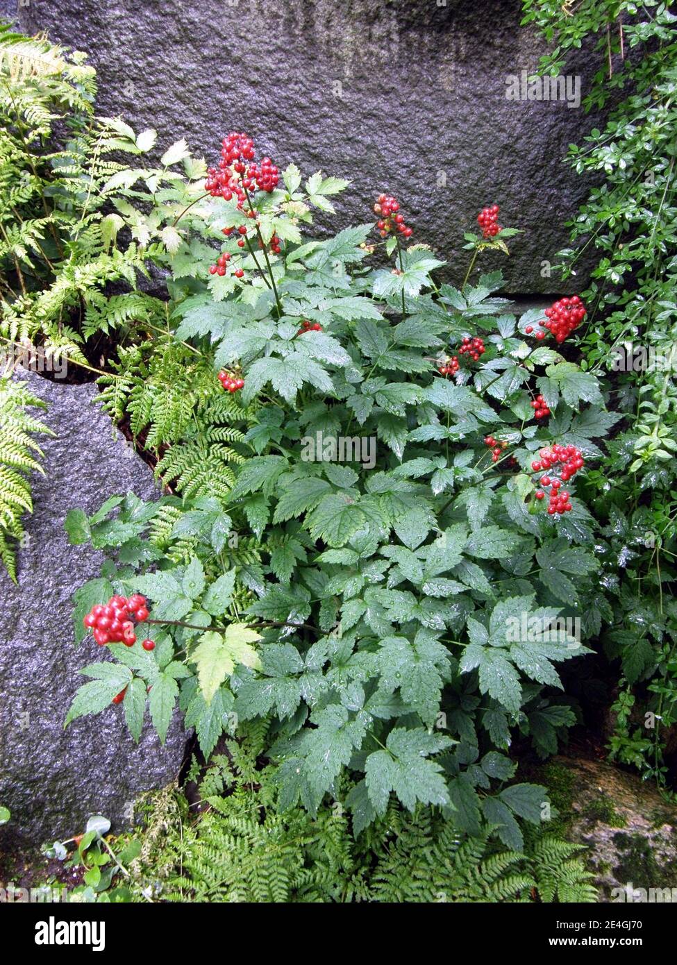 Shiny scarlet fruits of red baneberry (Actaea rubra) in a garden in July Stock Photo