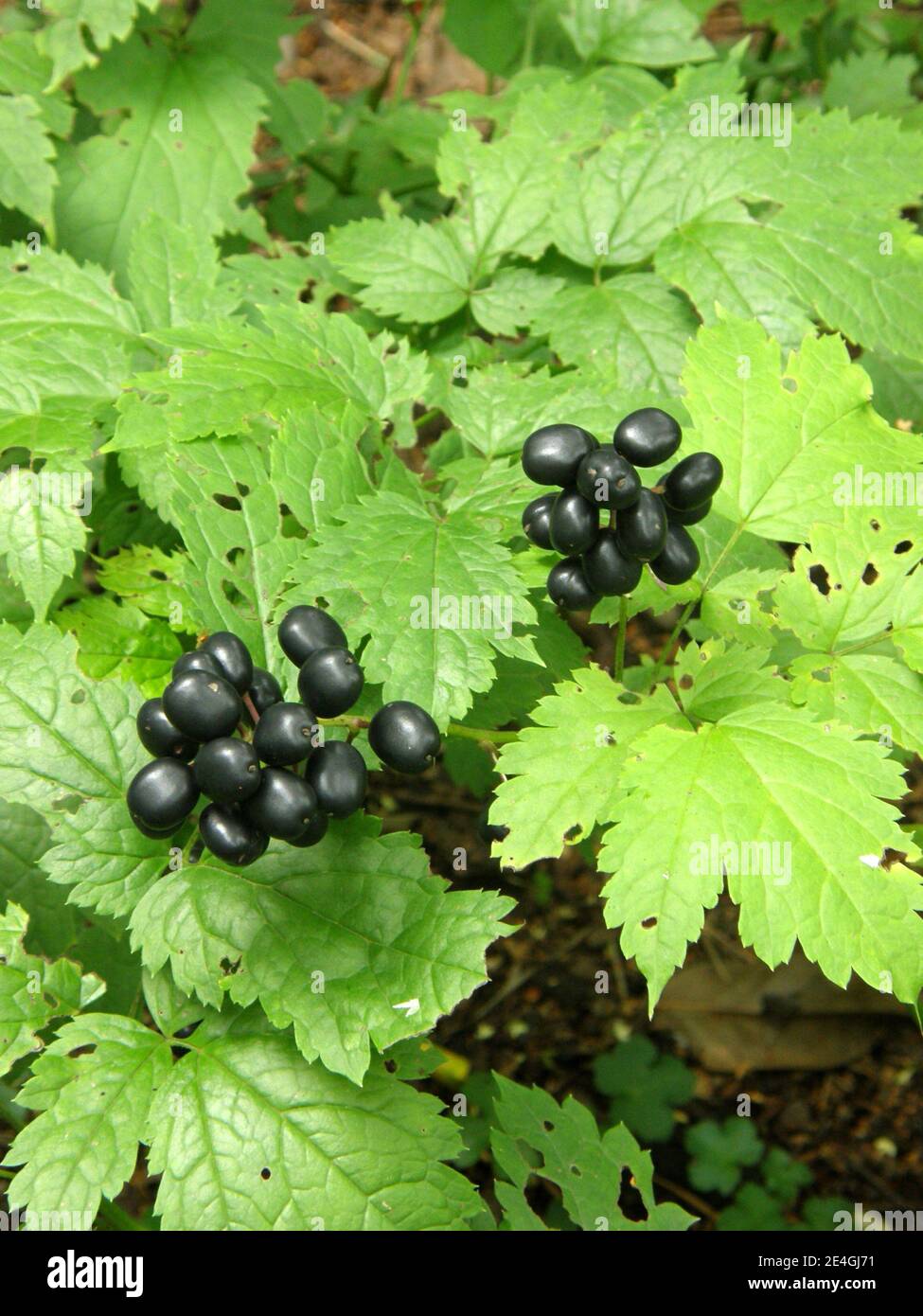 Black glossy baneberry (Actaea spicata) fruits in a garden in August Stock Photo