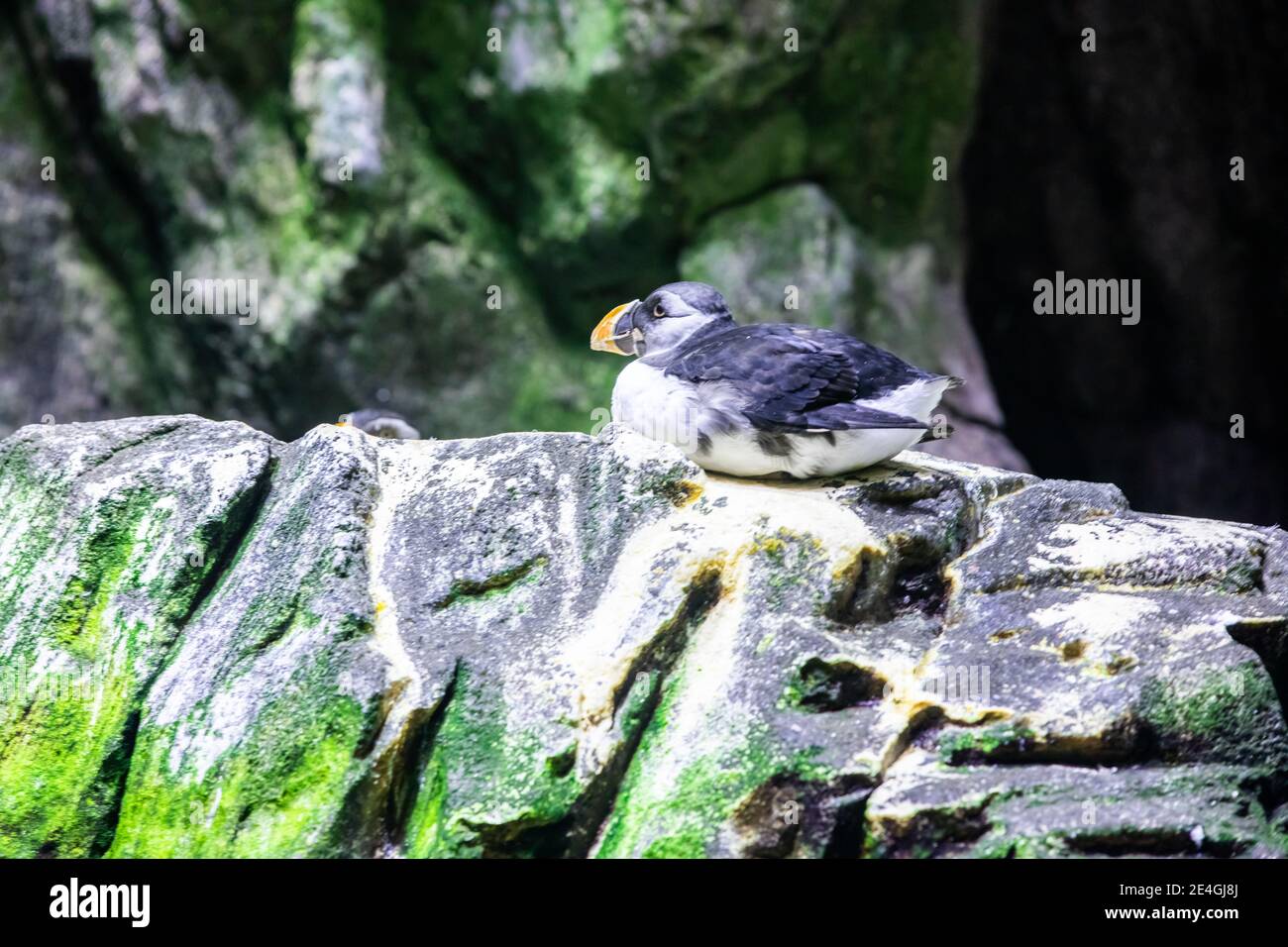 Pigeon Resting On Rock Overgrown Moss Stock Photo 2348374573 | Shutterstock, image size:1300x956