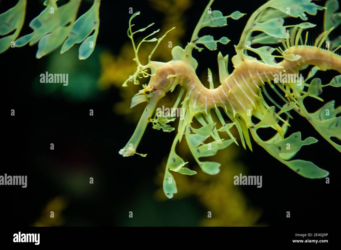 The leafy seadragon (Phycodurus eques) or Glauert's seadragon marine fish Stock Photo