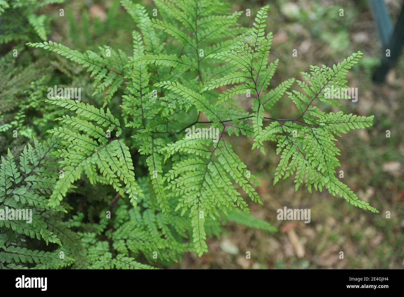 Australian fern garden hi-res stock photography and images - Alamy