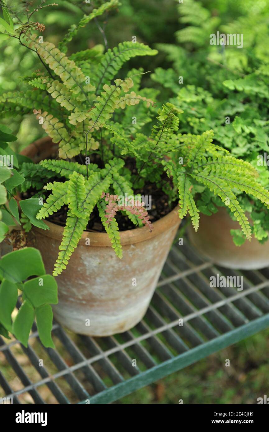 Rough maidenhair fern (Adiantum hispidulum) grows in a terra cotta pot in a garden in July Stock Photo