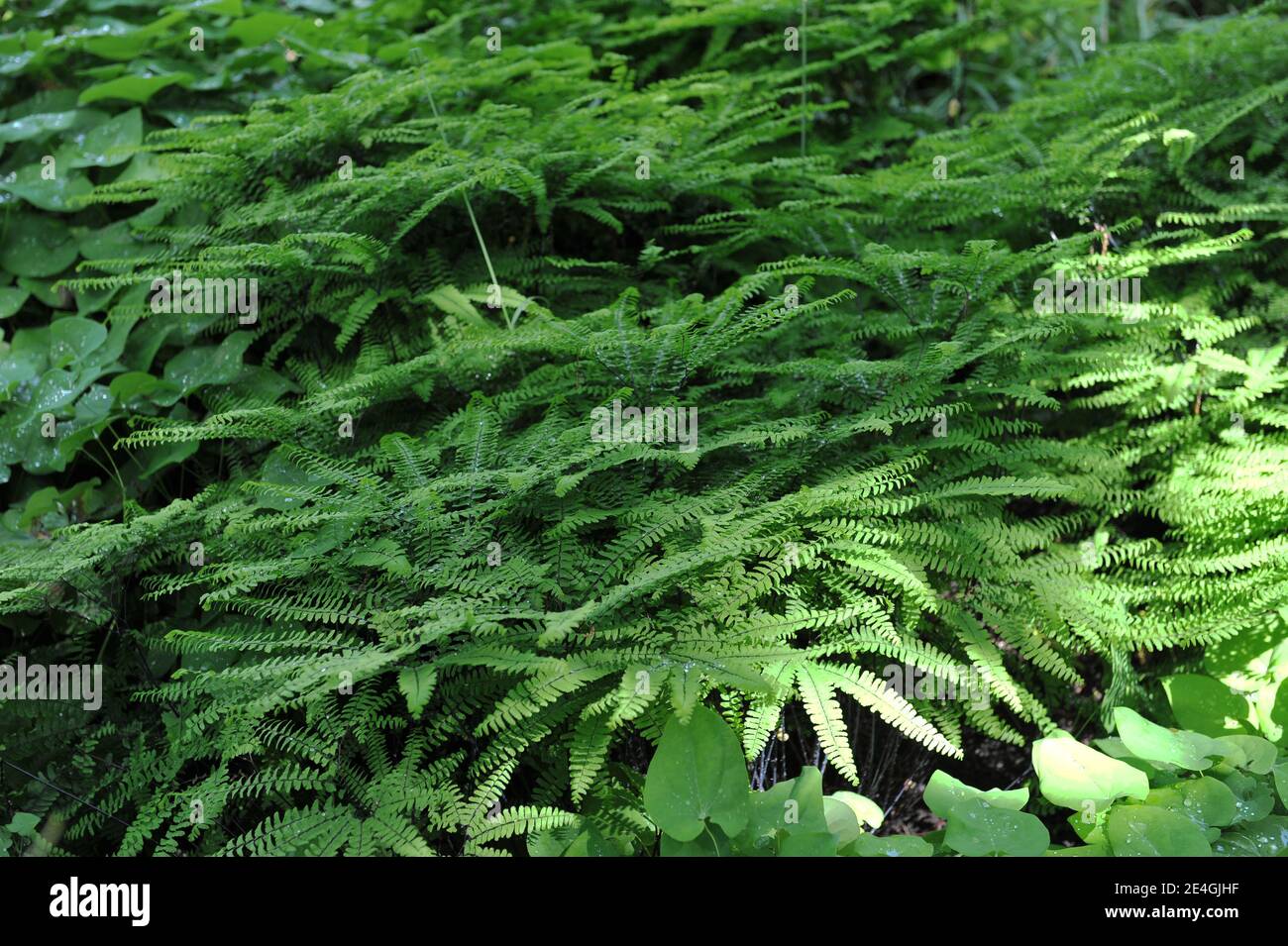 Five-fingered maidenhair fern (Adiantum pedatum) grows in a garden in May Stock Photo