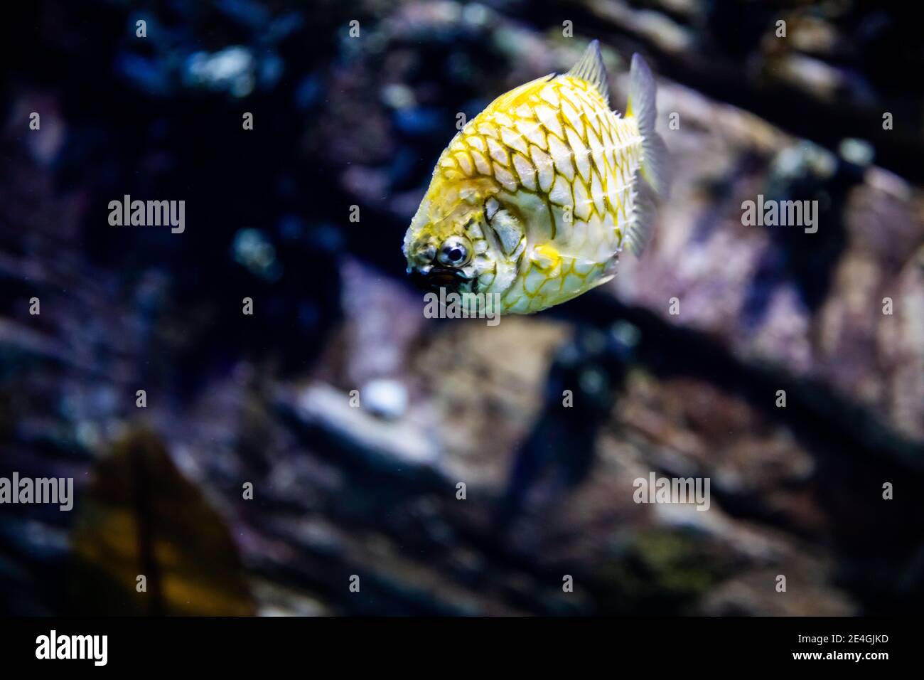 The yellow and black pineapplefish (Cleidopus gloriamaris) or pineconefish, also known as the knightfish or the coat-of-mail fish, due to the armor-li Stock Photo