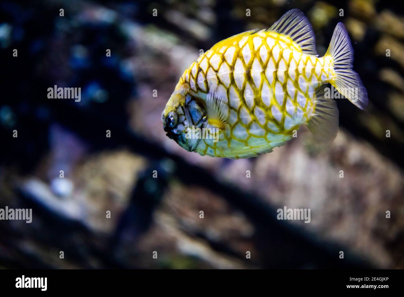 The yellow and black pineapplefish (Cleidopus gloriamaris) or pineconefish, also known as the knightfish or the coat-of-mail fish, due to the armor-li Stock Photo