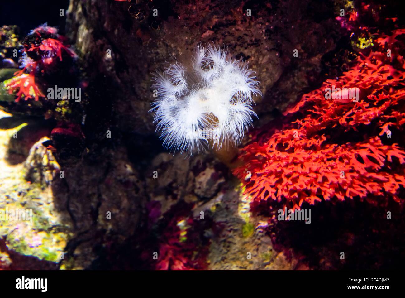 Hardened Shell Fish Vibrant planted aquarium with schooling of tropical fish, sea anemones ...