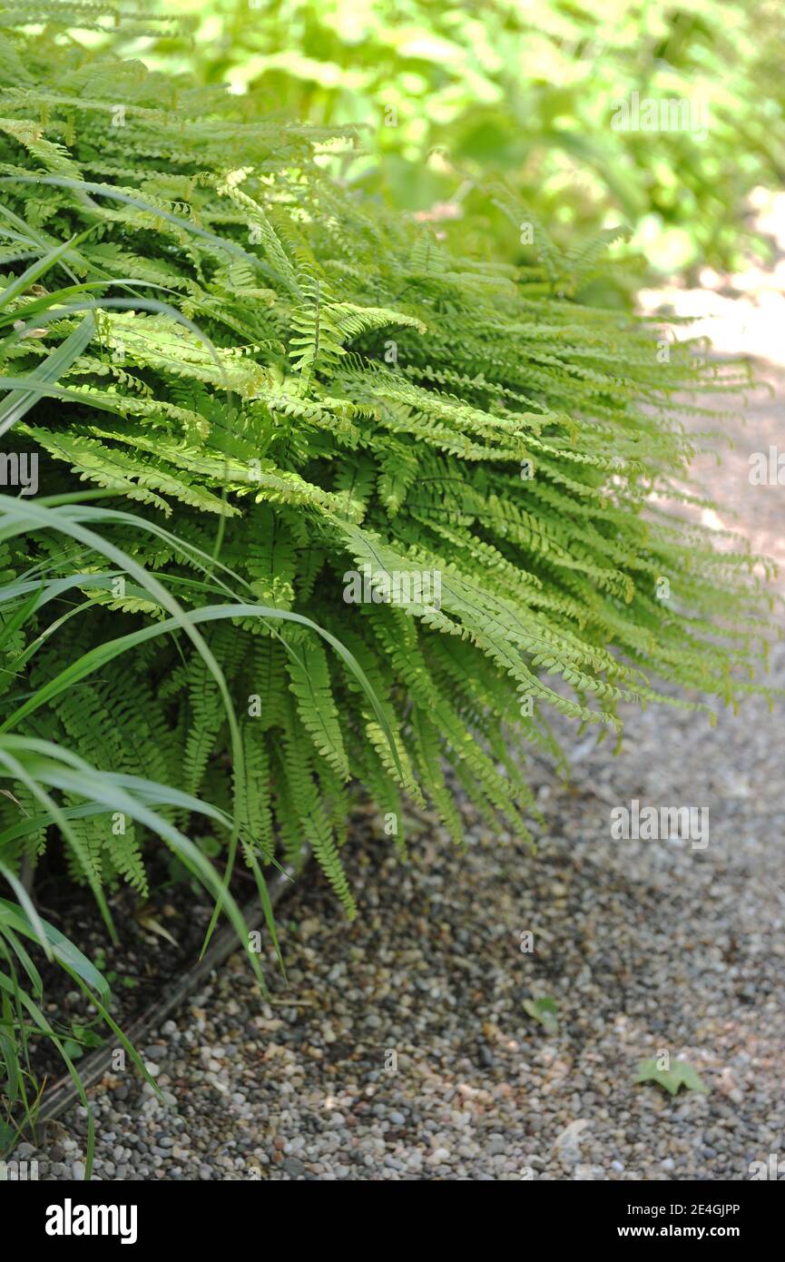 Five-fingered maidenhair fern (Adiantum pedatum) grows in a garden in May Stock Photo