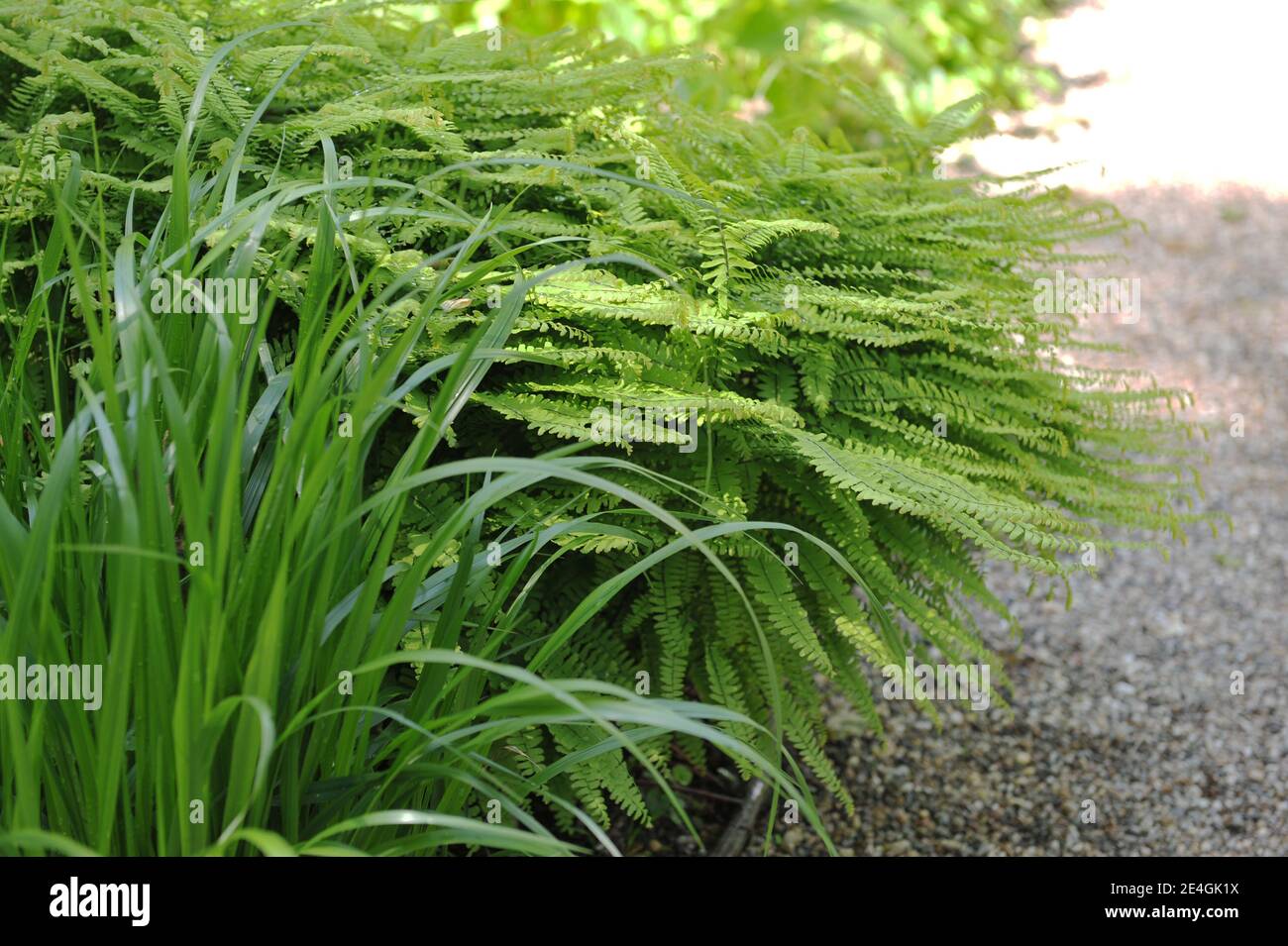 Five-fingered maidenhair fern (Adiantum pedatum) grows in a garden in May Stock Photo