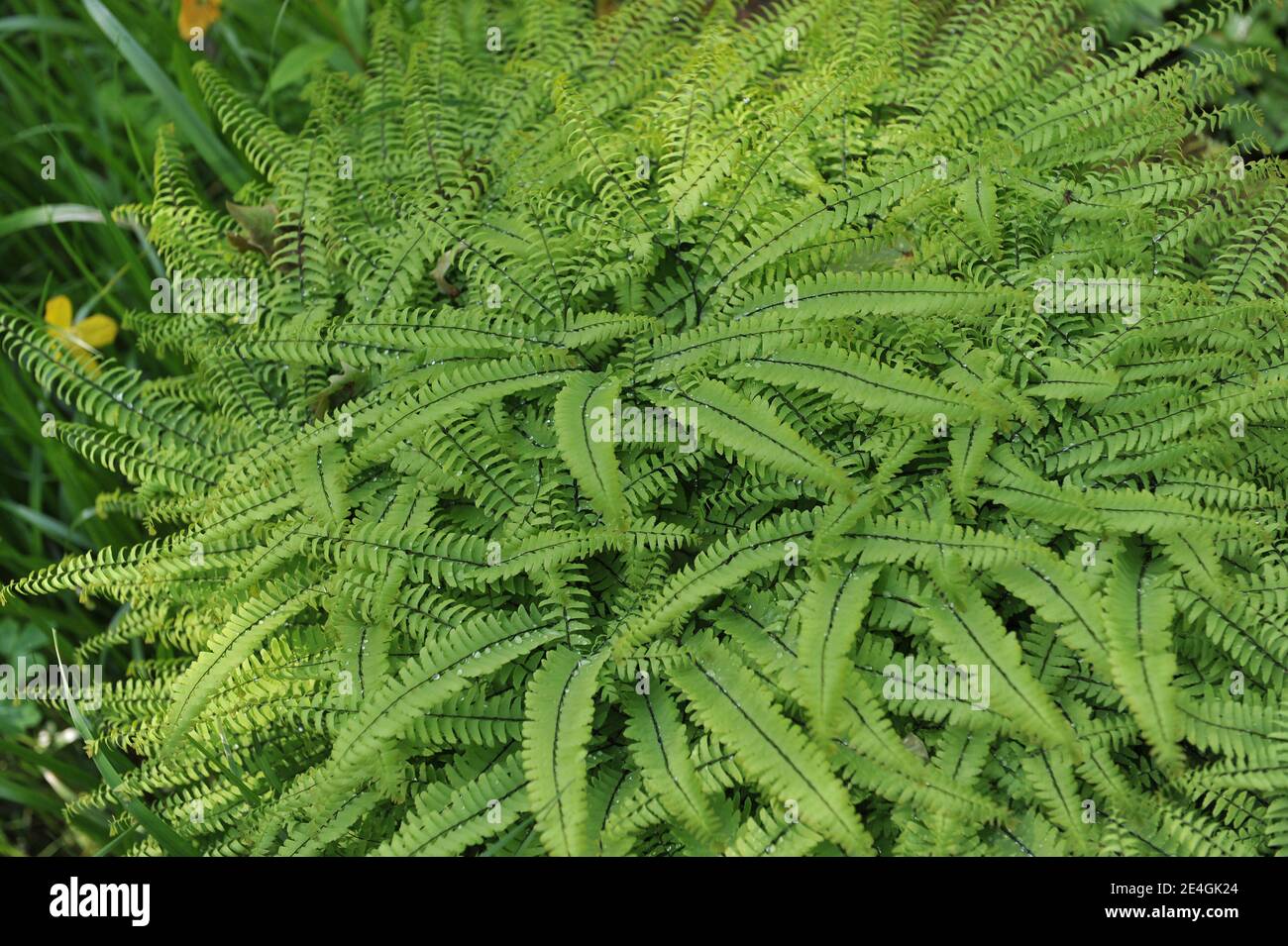 Five-fingered maidenhair fern (Adiantum pedatum) grows in a garden in May Stock Photo