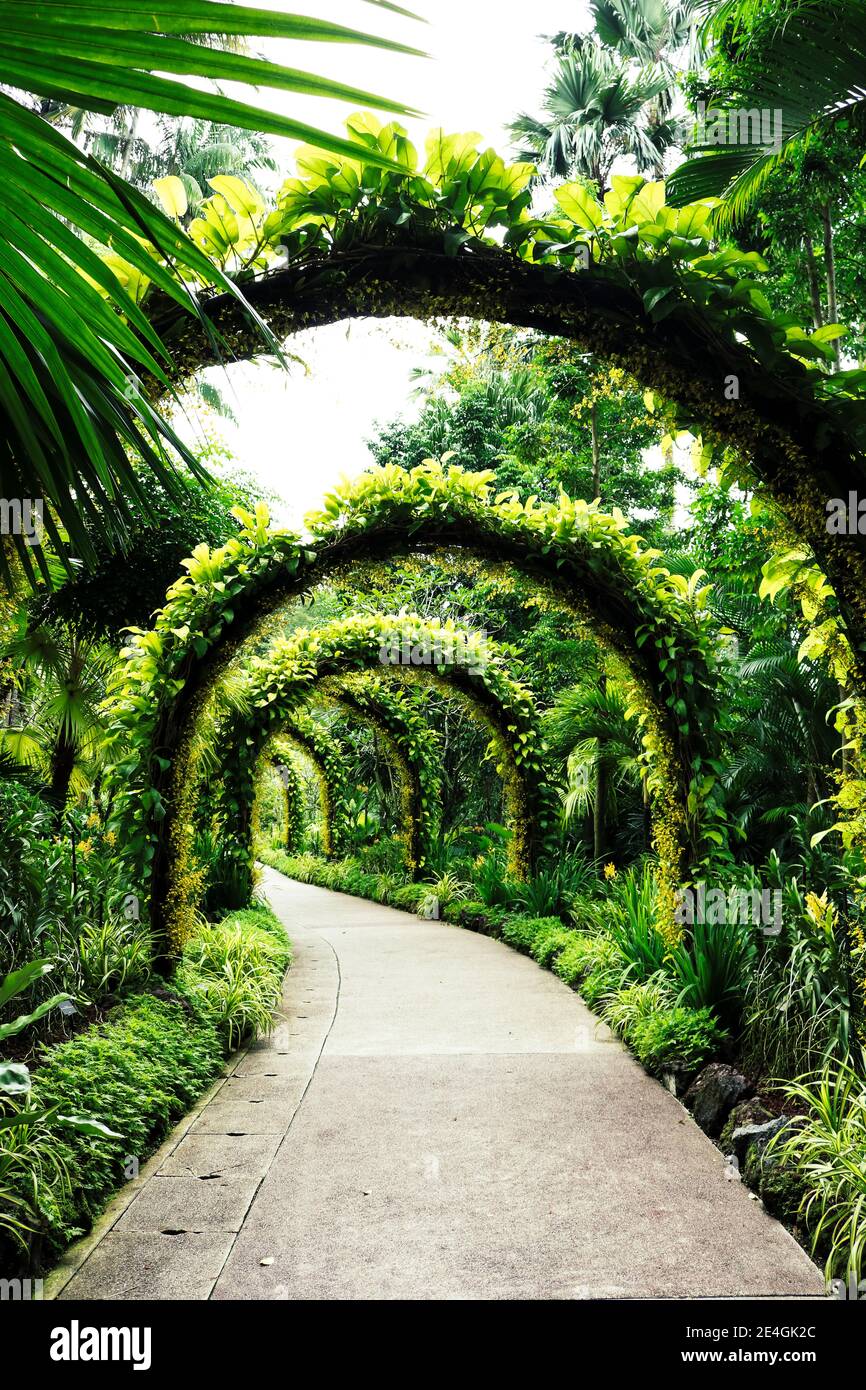 Archway made of plants surrounded by tropical palm trees in the Botanic