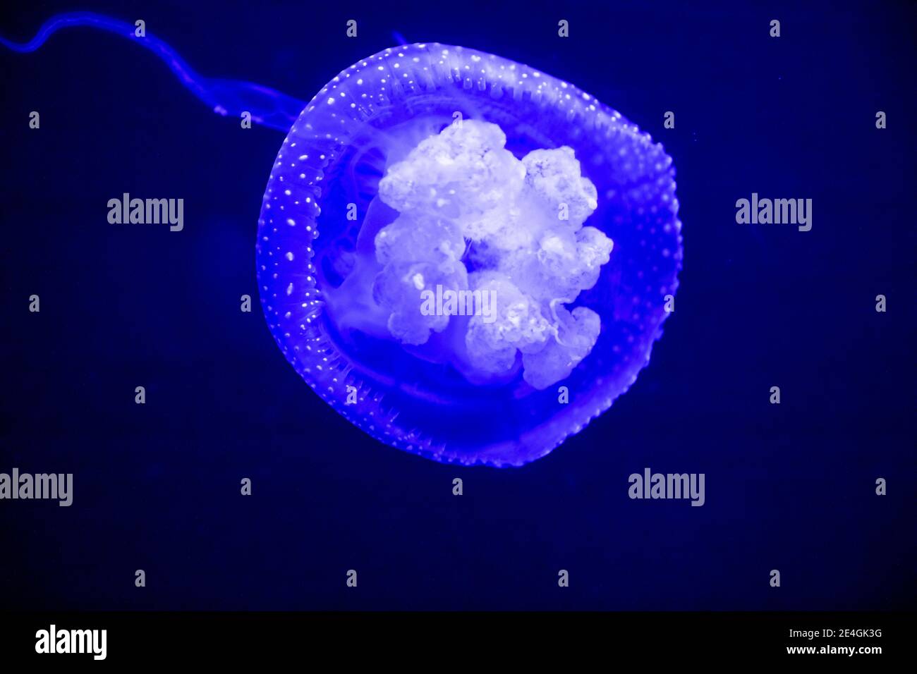 Phyllorhiza punctata (floating bell, Australian spotted jellyfish, brown jellyfish or the white-spotted jellyfish) swimming in the water, on black bac Stock Photo