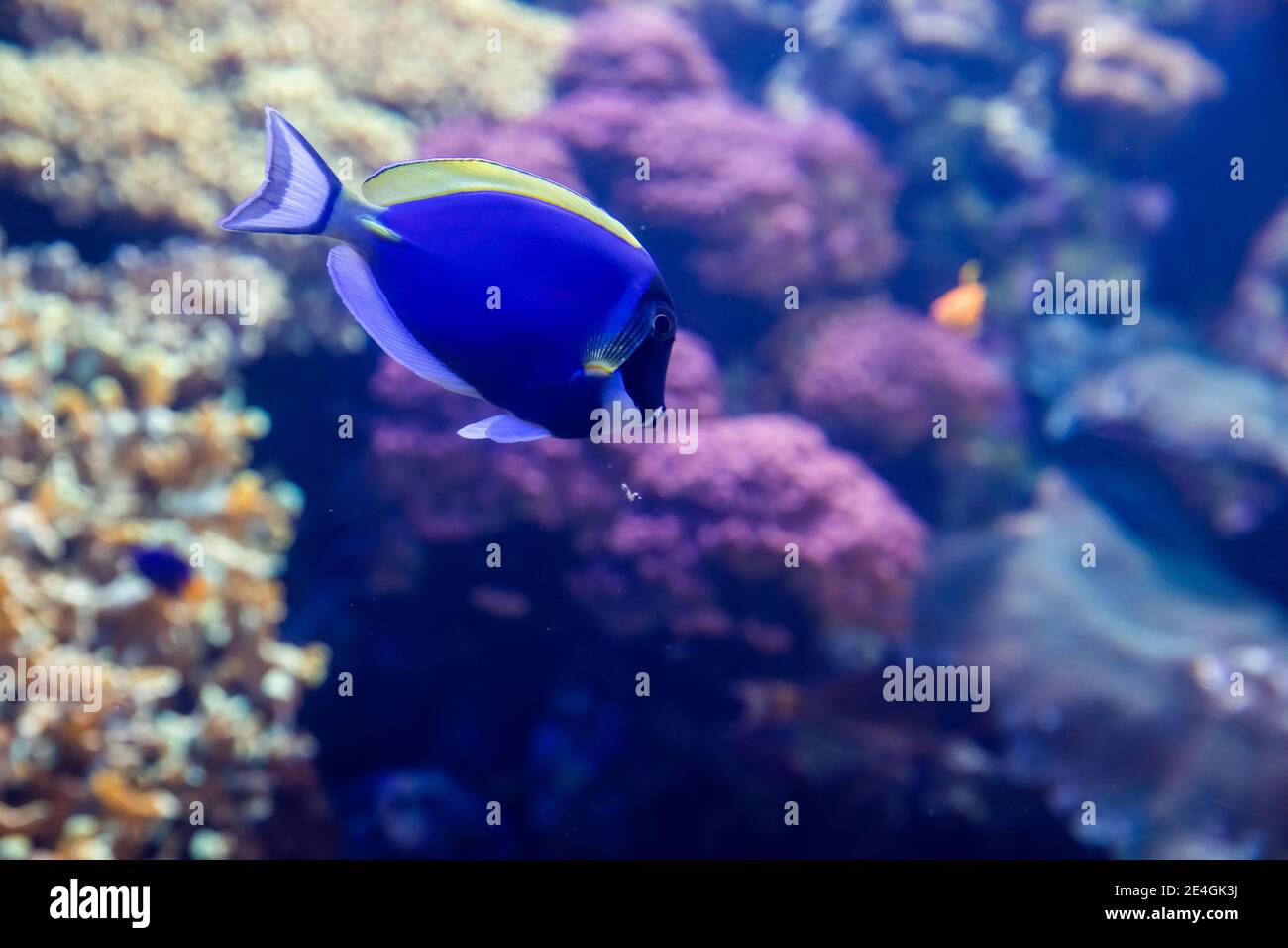 Paracanthurus hepatus IndoPacific surgeonfish known as regal tang, palette surgeonfish, blue