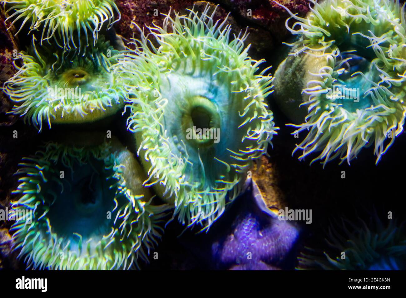 Sea anemones marine predatory animals hi-res stock photography and ...