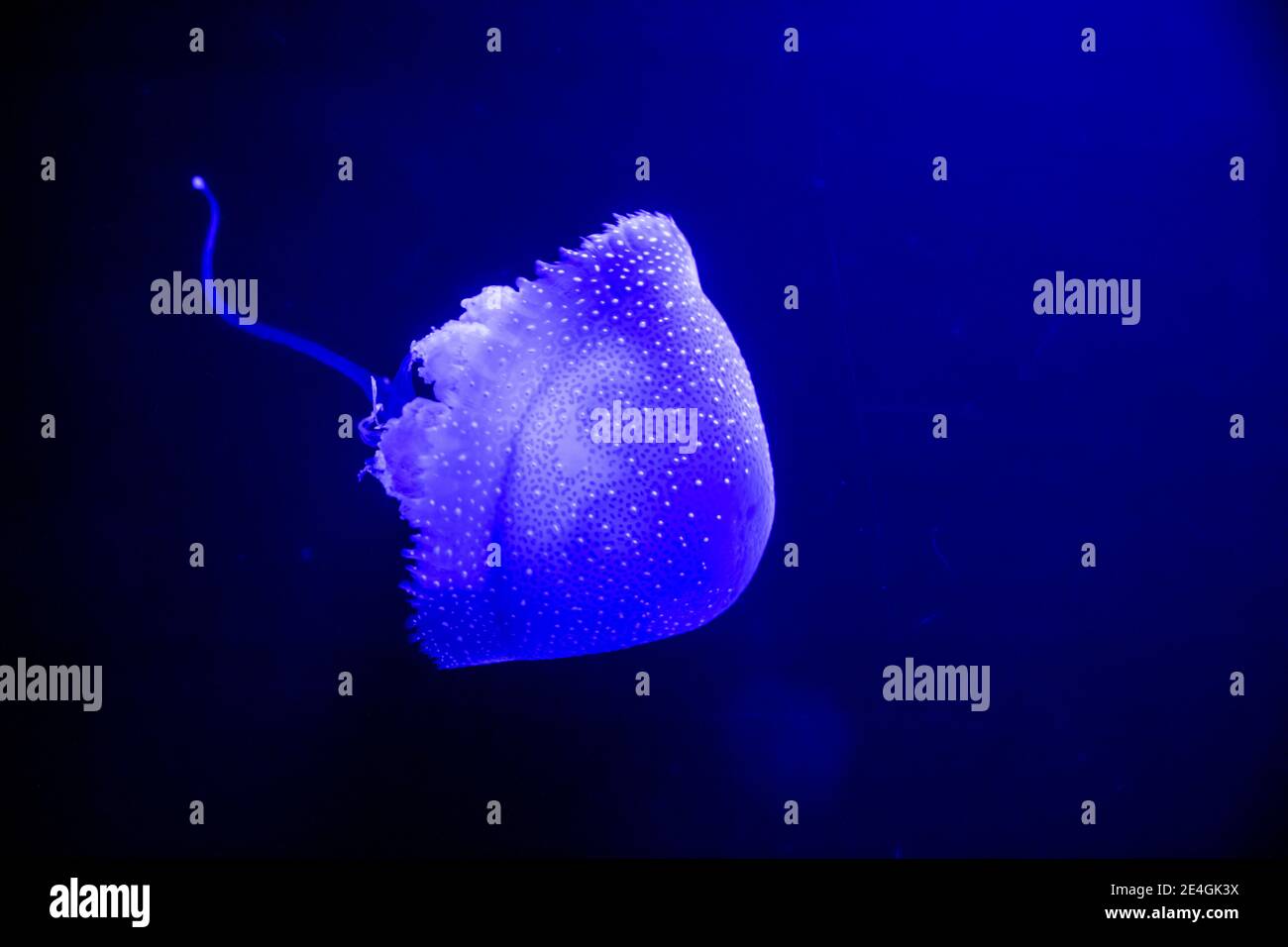 Phyllorhiza punctata (floating bell, Australian spotted jellyfish ...