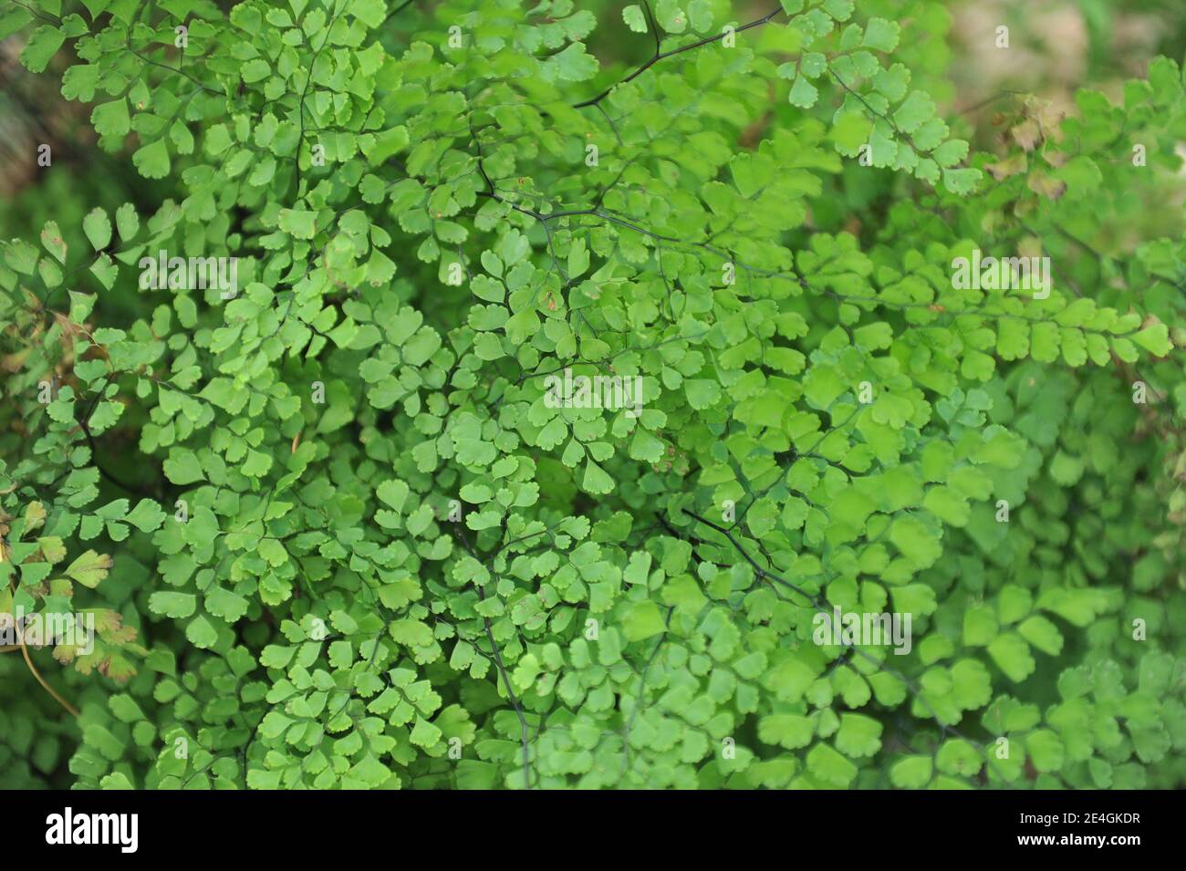 Delta maidenhair fern (Adiantum raddianum) grows in a terra cotta pot