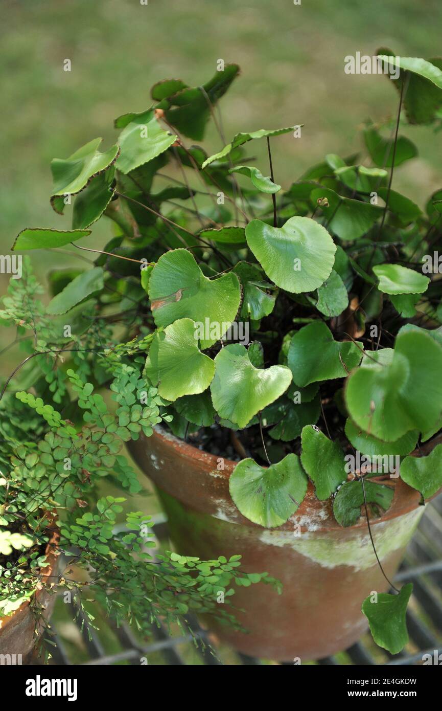 Kidney-shaped fern (Adiantum reniforme) grows in a terra cotta pot in a garden in July Stock Photo