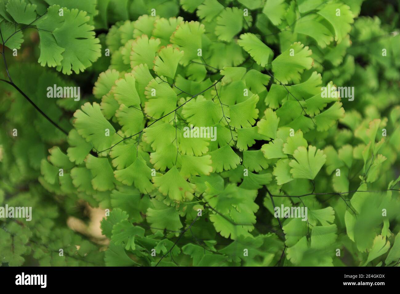 Brittle maidenhair fern (Adiantum tenerum) Farleyense grows in a garden in July Stock Photo