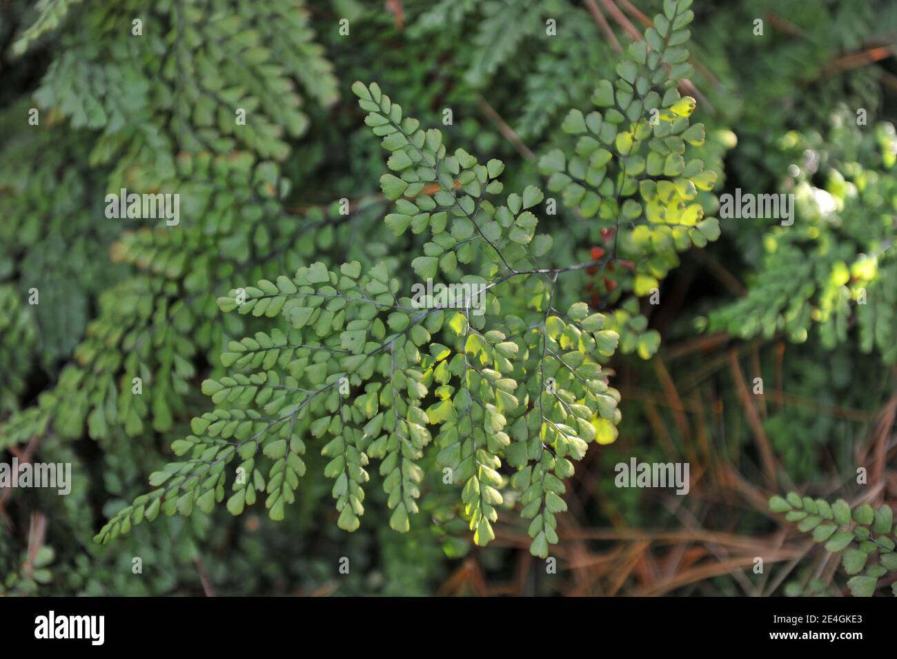 Himalayan maidenhair (Adiantum venustum) grows in a garden in May Stock Photo