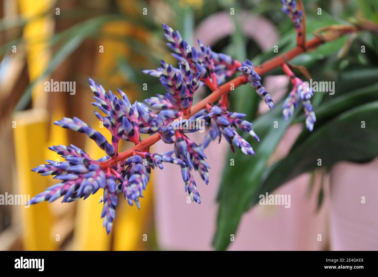 Urn plant (Silver vase plant, Aechmea) Blue Rain with glossy green leaves, red stems and blue flowers blooms in a garden in April Stock Photo