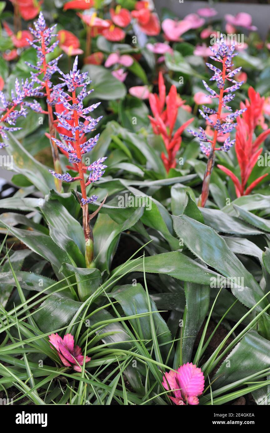 Urn plant (Silver vase plant, Aechmea) Blue Rain with glossy green leaves, red stems and blue flowers blooms in a garden in April Stock Photo