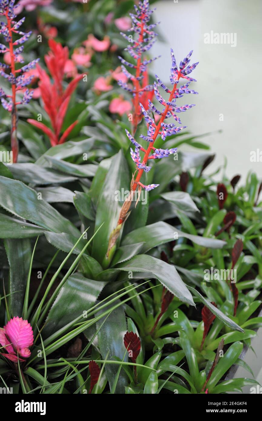 Urn plant (Silver vase plant, Aechmea) Blue Rain with glossy green leaves, red stems and blue flowers blooms in a garden in April Stock Photo