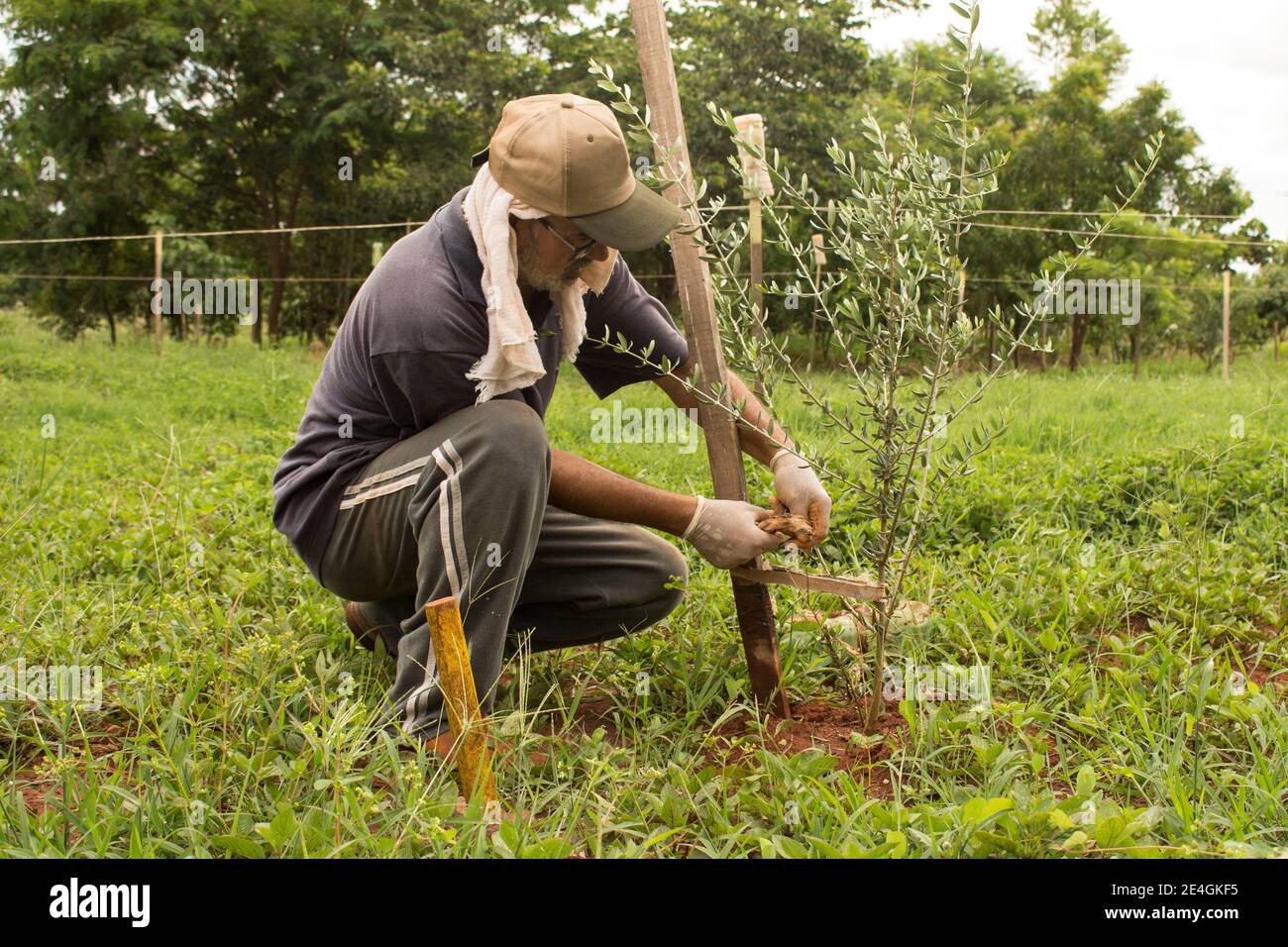 Caucasian farmer kneeling down planting a tree and using traditional techniques to ensure the health and growth of it Stock Photo