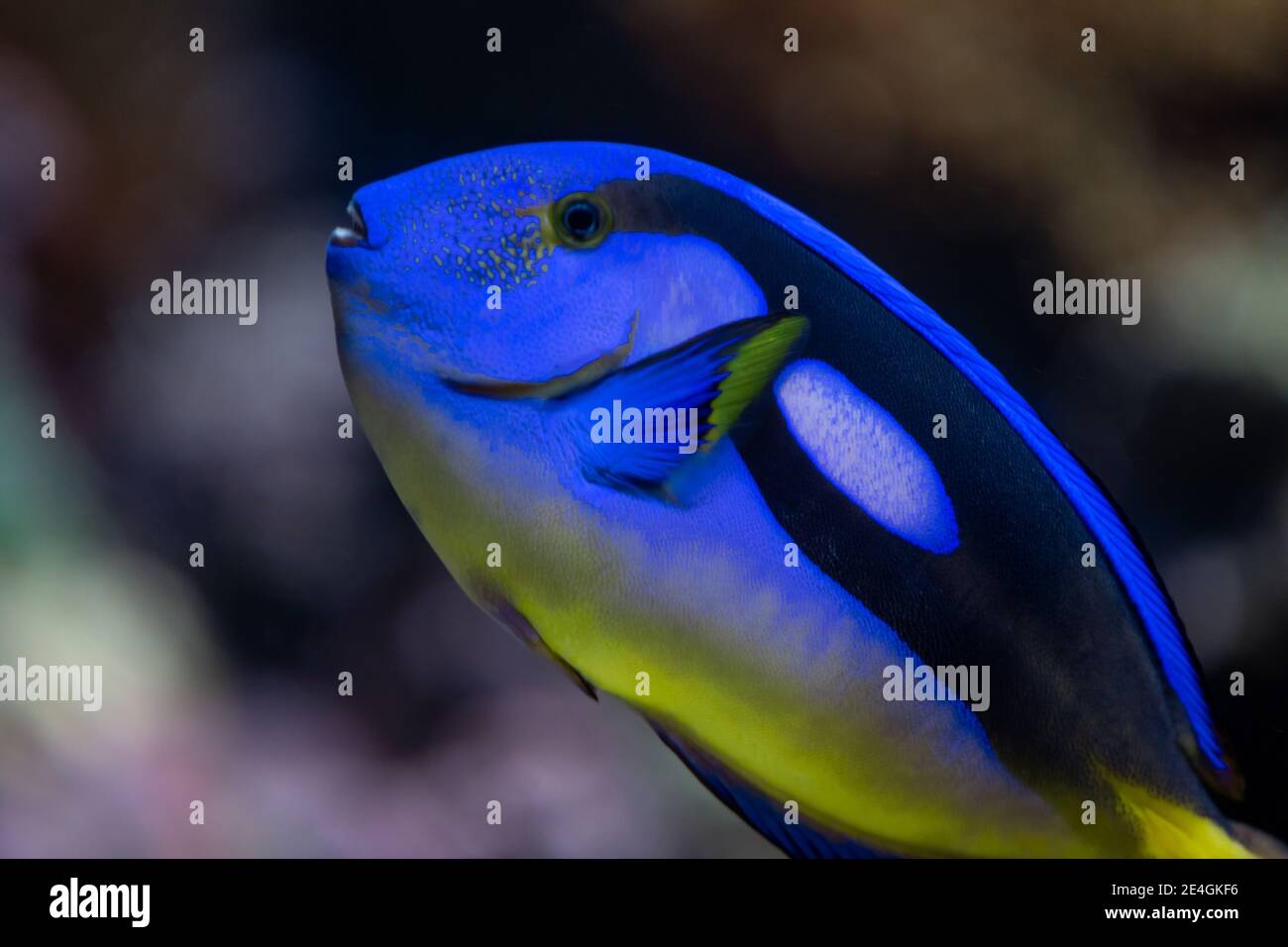 Paracanthurus hepatus IndoPacific surgeonfish known as regal tang, palette surgeonfish, blue