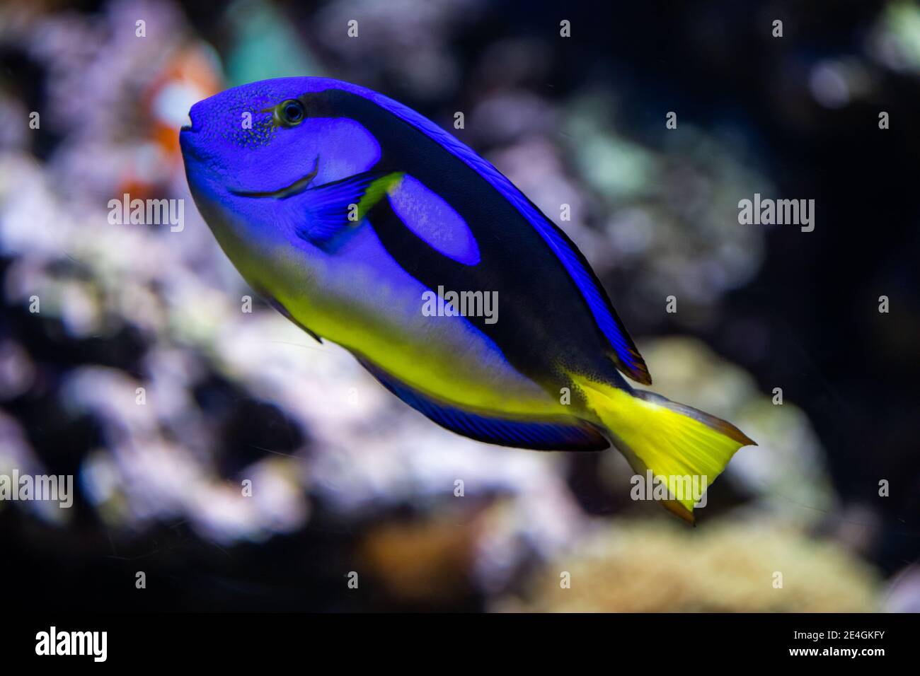 Paracanthurus hepatus IndoPacific surgeonfish known as regal tang, palette surgeonfish, blue