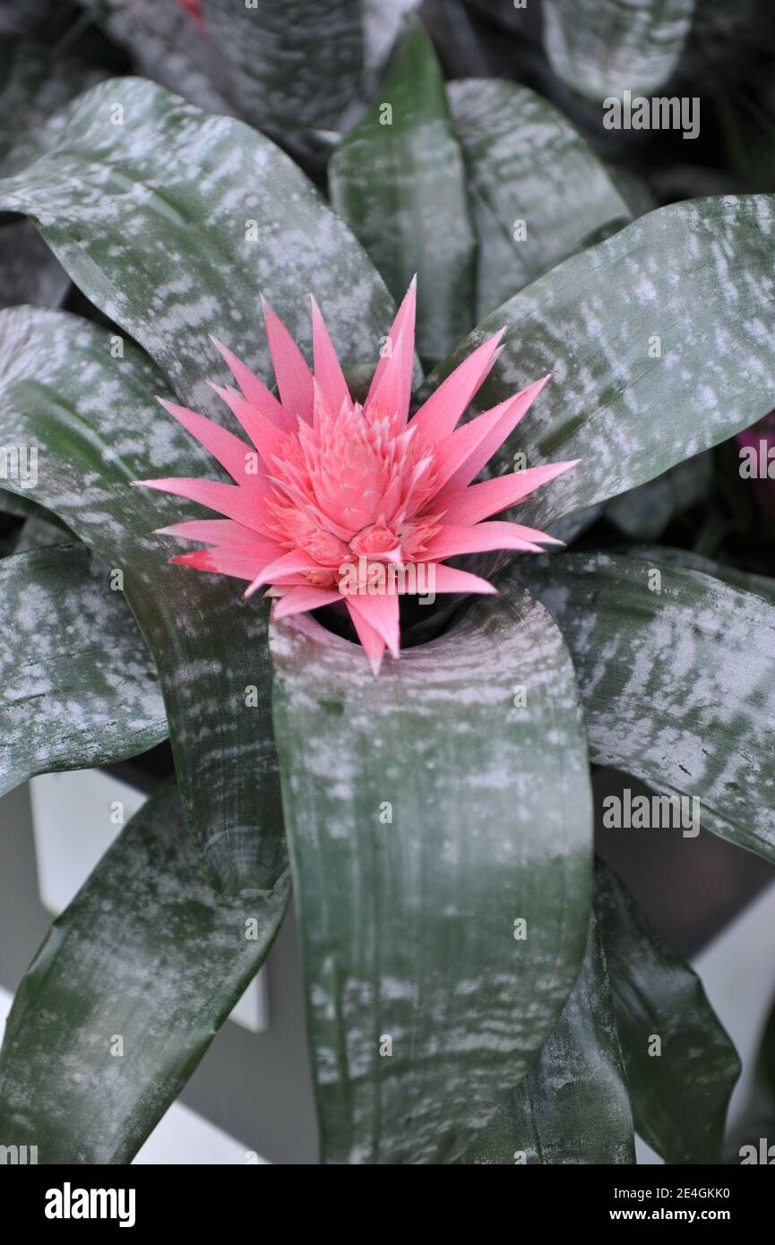 Urn plant (Silver vase plant, Aechmea fasciata) with grey leaves and pink flowers blooms in a garden in April Stock Photo