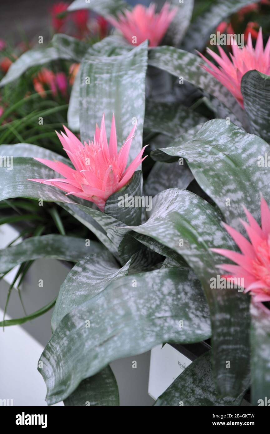 Urn plant (Silver vase plant, Aechmea fasciata) with grey leaves and pink flowers blooms in a garden in April Stock Photo